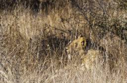 Lion in Grass cropped.jpg