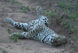 Sleeping Leopard