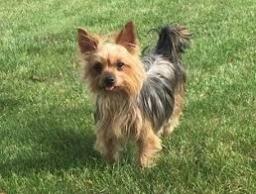 Yorkie1.jpg